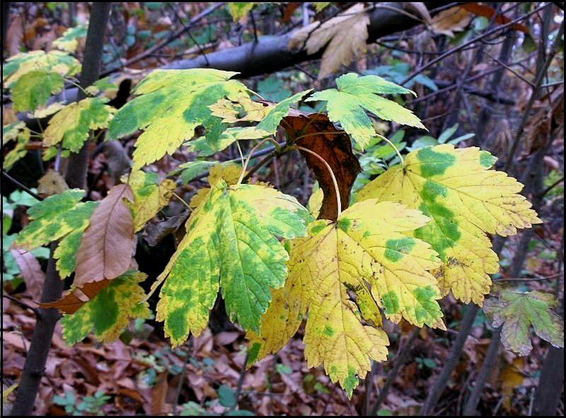 Acer pseudoplatanus / Acero di Monte